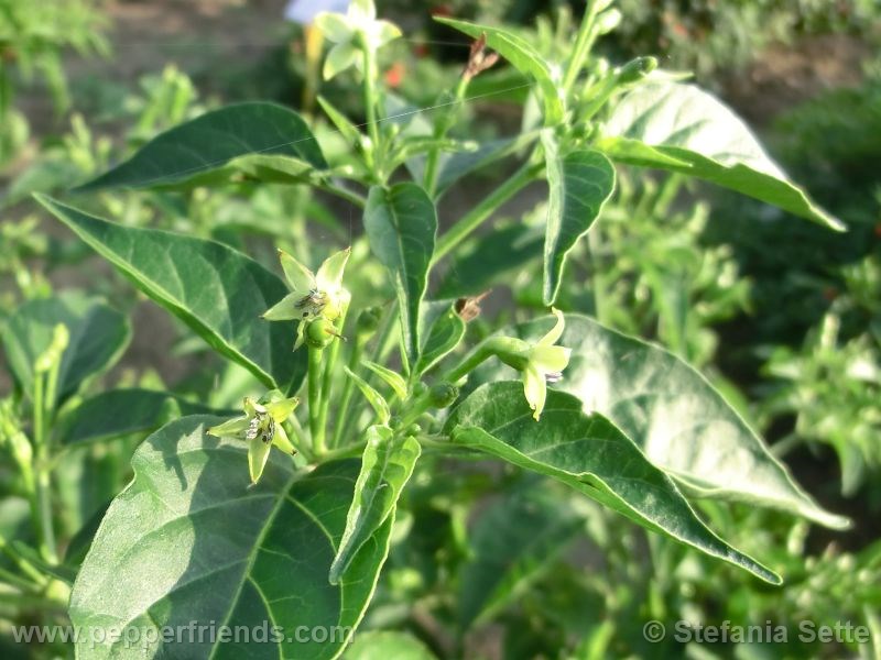 malagueta_001_fiore_01.jpg