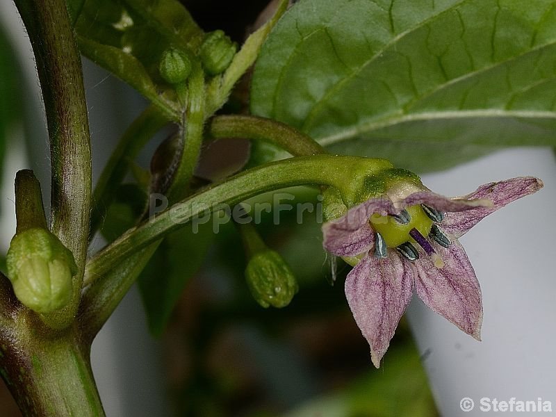 maldivian-rosa_001_fiore_01.jpg