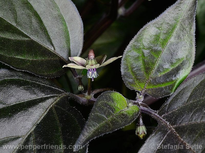 mata-frade_001_fiore_02.jpg