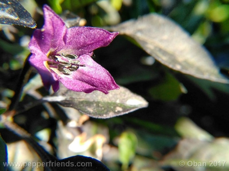 maui-purple_004_fiore_03.jpg