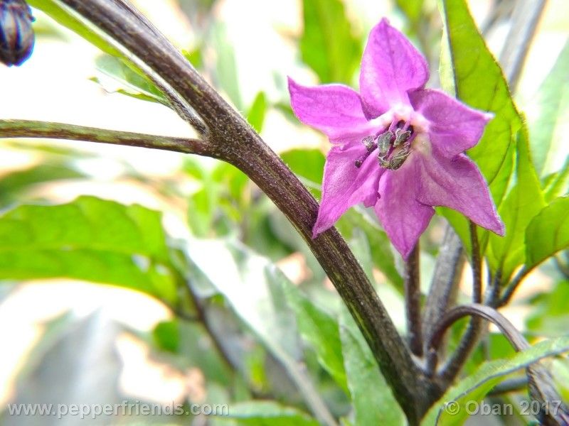 maui-purple_004_fiore_04.jpg