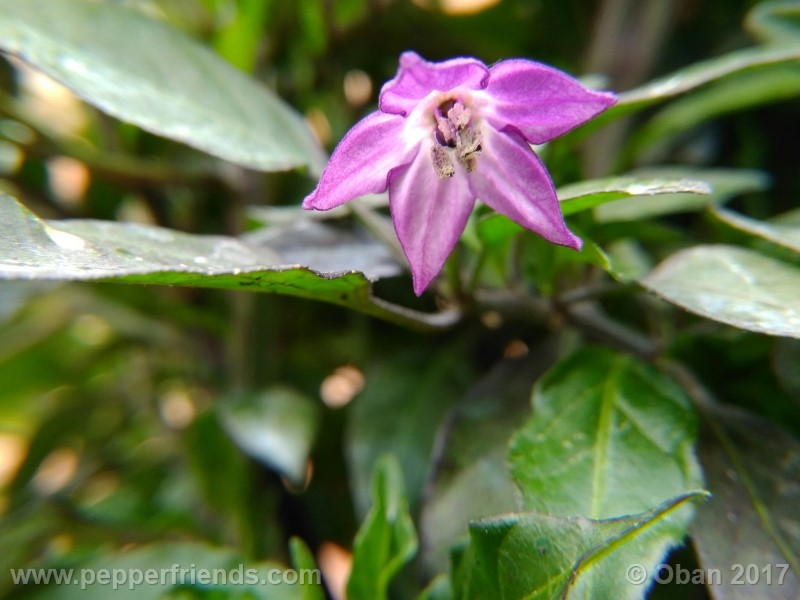 maui-purple_004_fiore_05.jpg