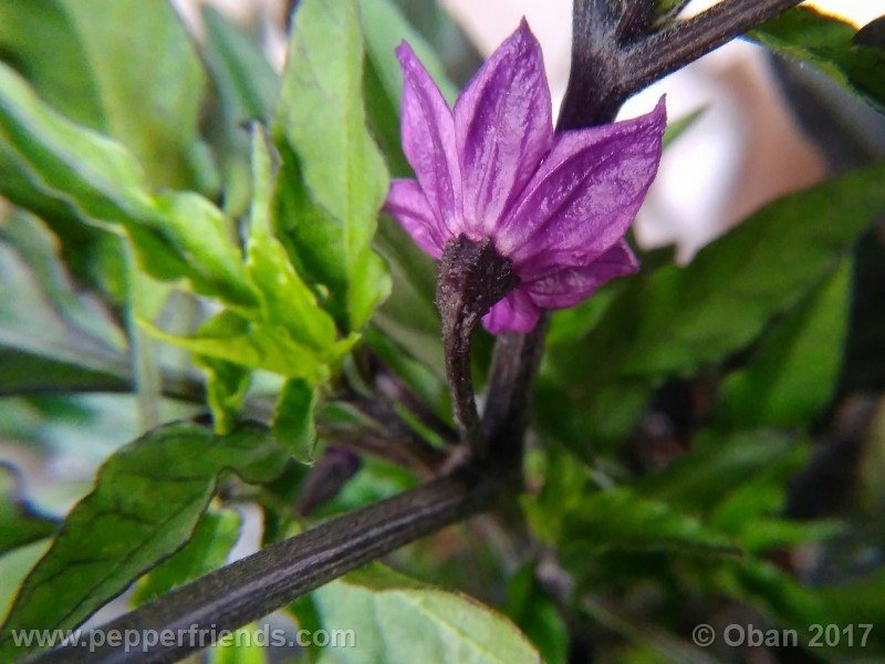 maui-purple_004_fiore_06.jpg