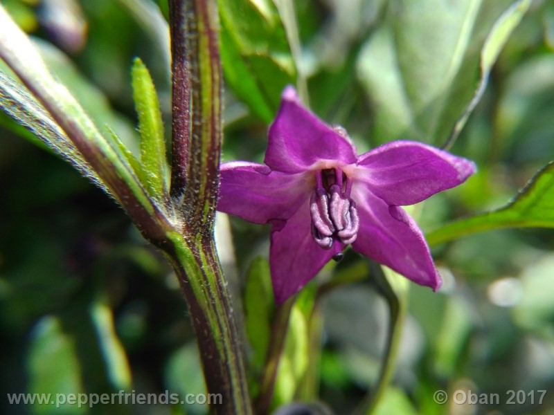 maui-purple_004_fiore_08.jpg