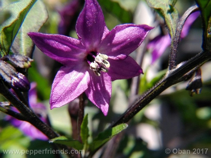 maui-purple_004_fiore_10.jpg