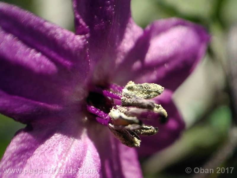 maui-purple_004_fiore_11.jpg