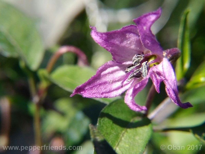 maui-purple_004_fiore_13.jpg