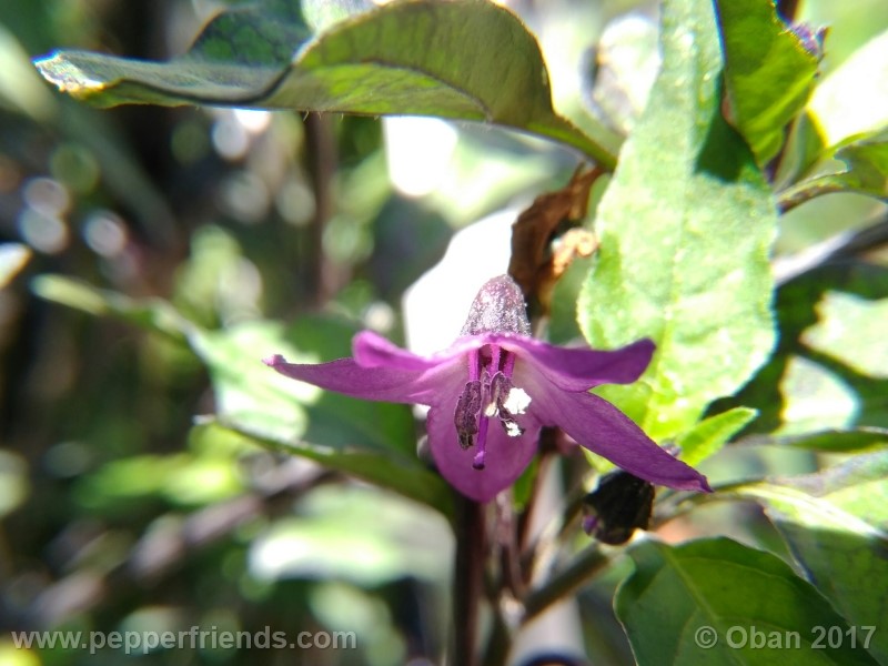 maui-purple_004_fiore_14.jpg