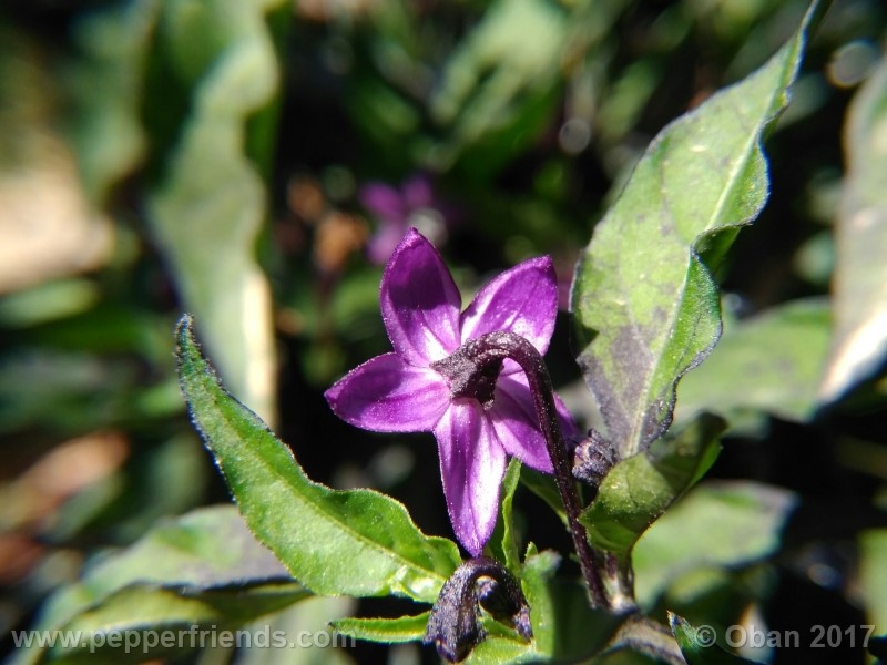 maui-purple_004_fiore_15.jpg
