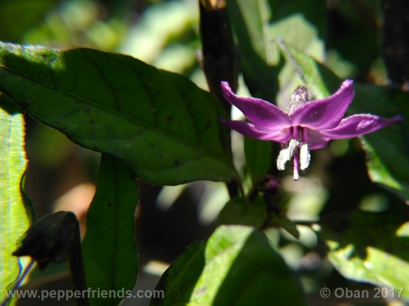 maui-purple_004_fiore_16.jpg