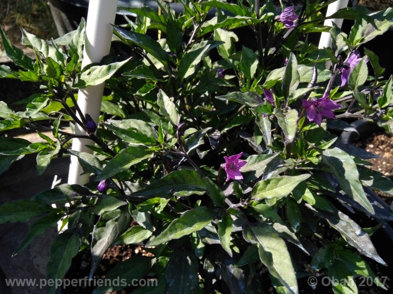 maui-purple_004_pianta_11.jpg