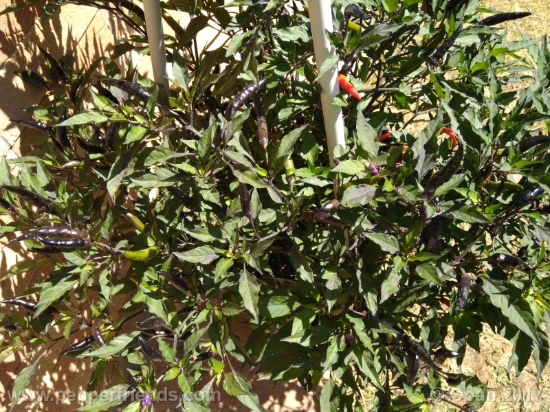 maui-purple_004_pianta_16.jpg
