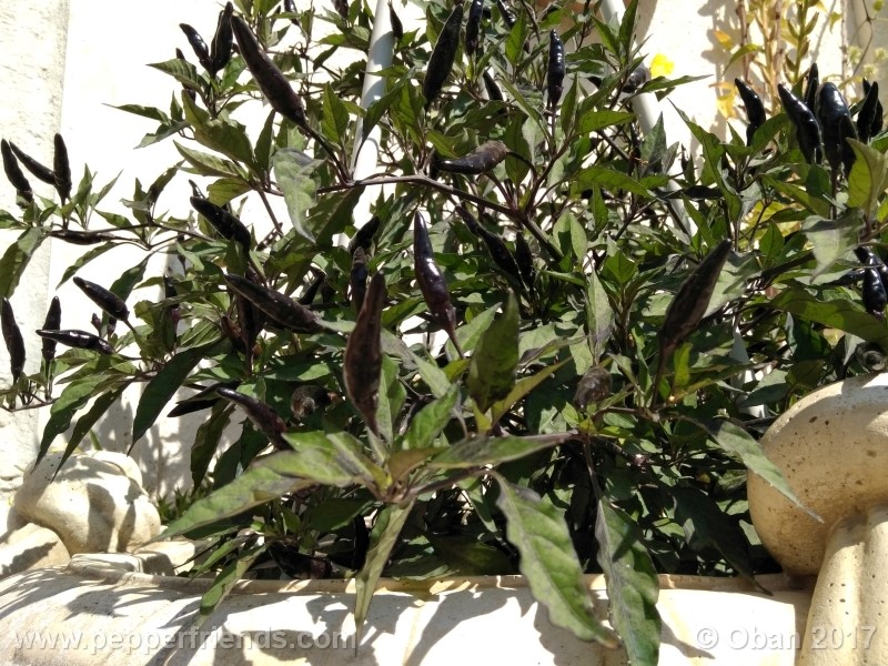 maui-purple_004_pianta_19.jpg