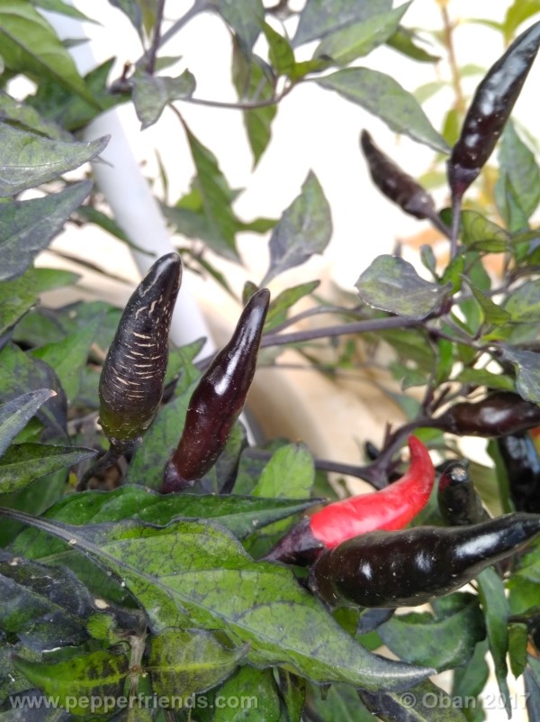 maui-purple_004_pianta_21.jpg