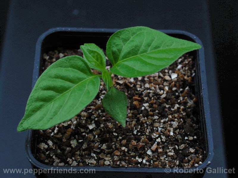 monster-naga_002_piantina_01.jpg