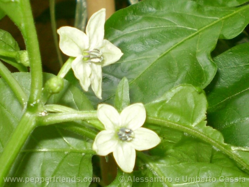 morouga-yellow_001_fiore_01.jpg