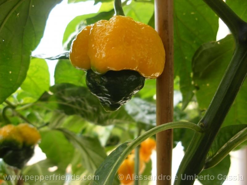 morouga-yellow_001_frutto_01.jpg