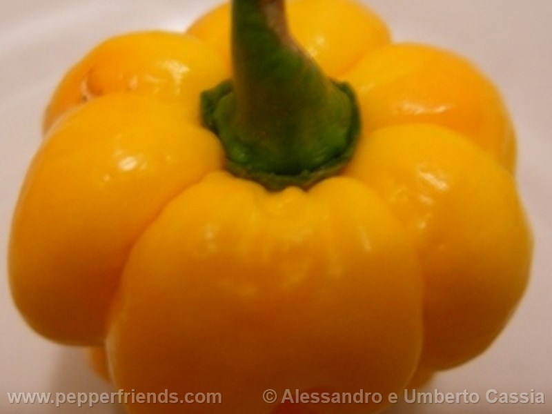 morouga-yellow_001_frutto_02.jpg