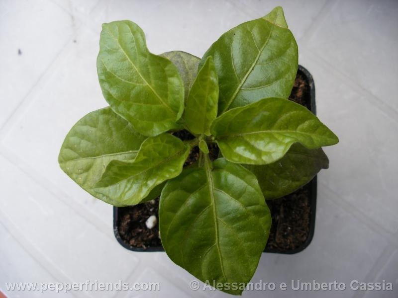 morouga-yellow_001_pianta_01.jpg