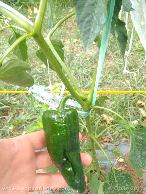 mulato-isleno_001_frutto_01.jpg