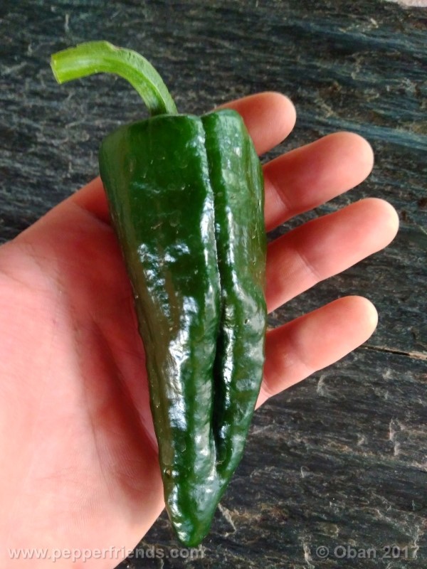 mulato-isleno_001_frutto_02.jpg