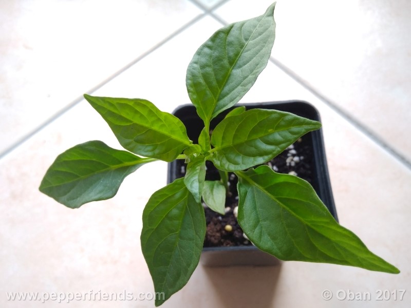 mulato-isleno_001_pianta_03.jpg