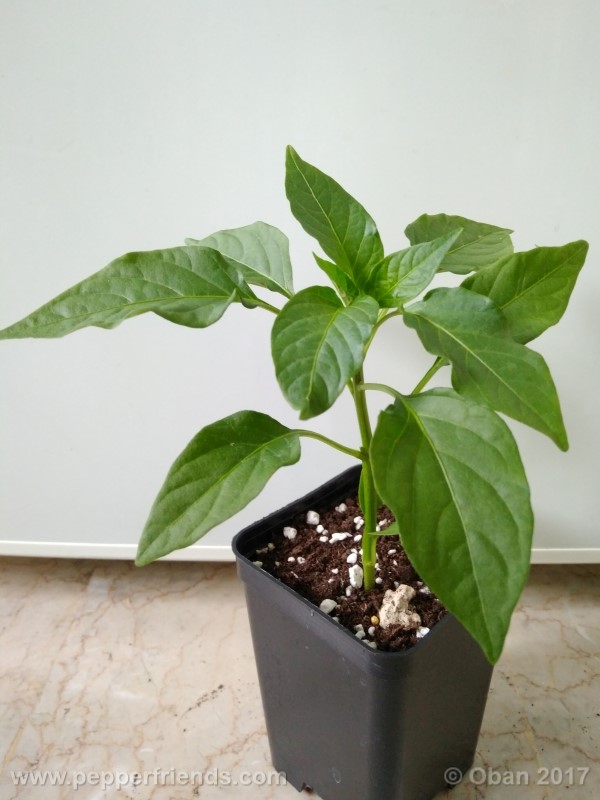 mulato-isleno_001_pianta_04.jpg