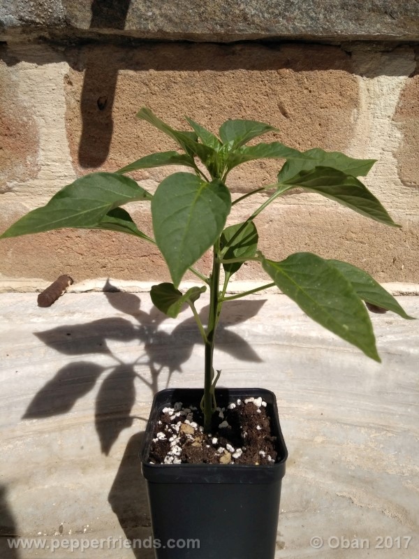 mulato-isleno_001_pianta_05.jpg