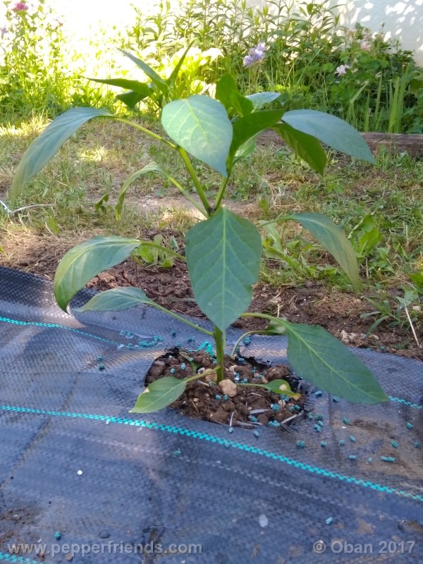 mulato-isleno_001_pianta_06.jpg
