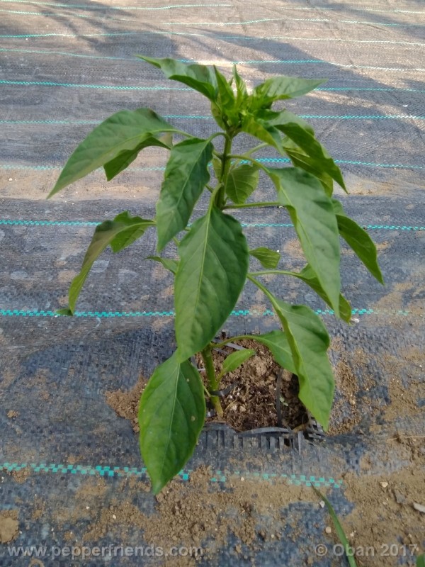mulato-isleno_001_pianta_07.jpg
