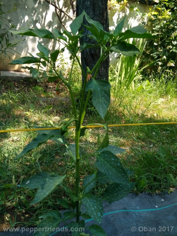 mulato-isleno_001_pianta_08.jpg
