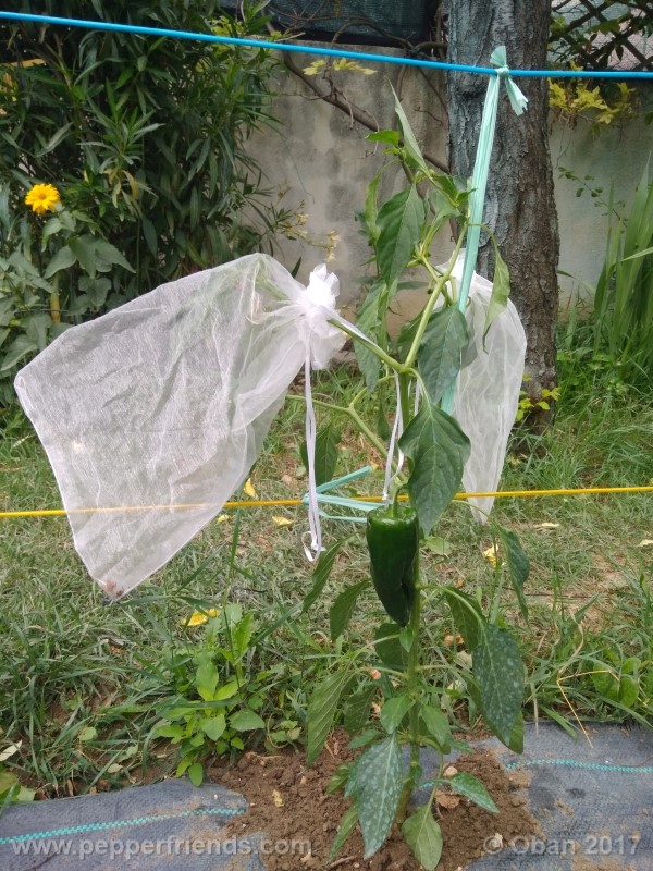 mulato-isleno_001_pianta_09.jpg