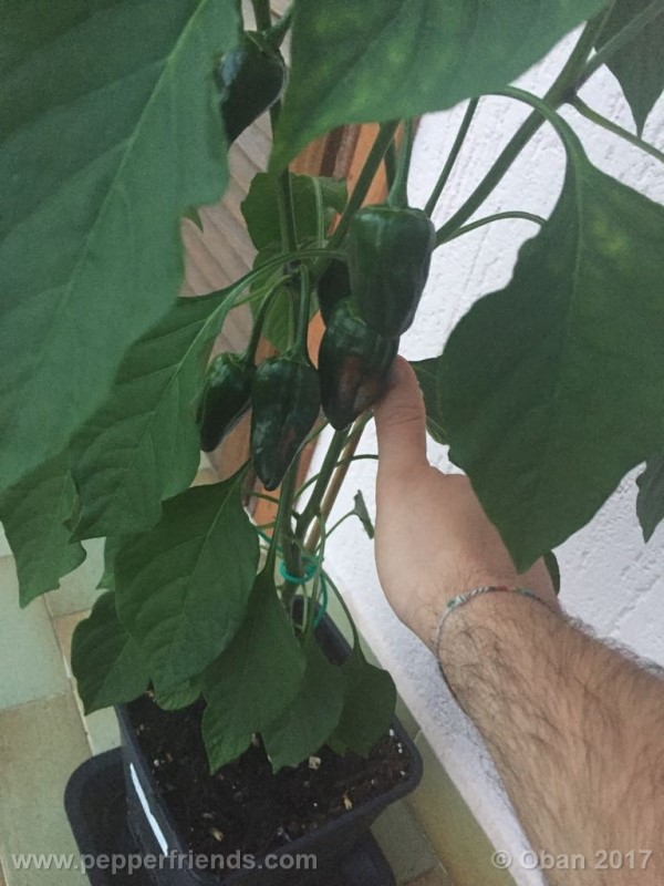 mulato-isleno_002_pianta_01.jpg