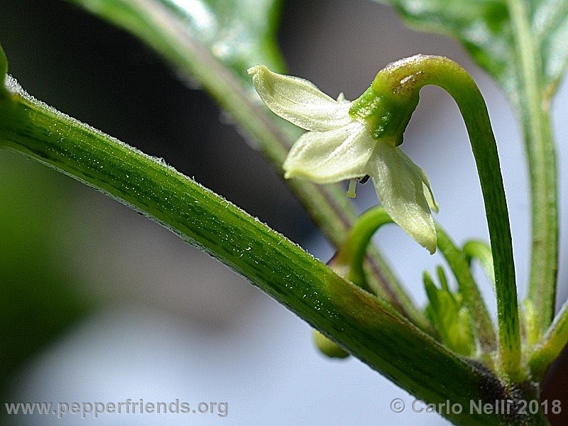 murupi-amarela_001_Murupi-Amarela_001_fiore_01.jpg