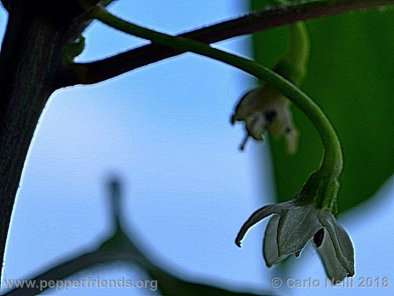 murupi-amarela_001_Murupi-Amarela_001_fiore_03.jpg