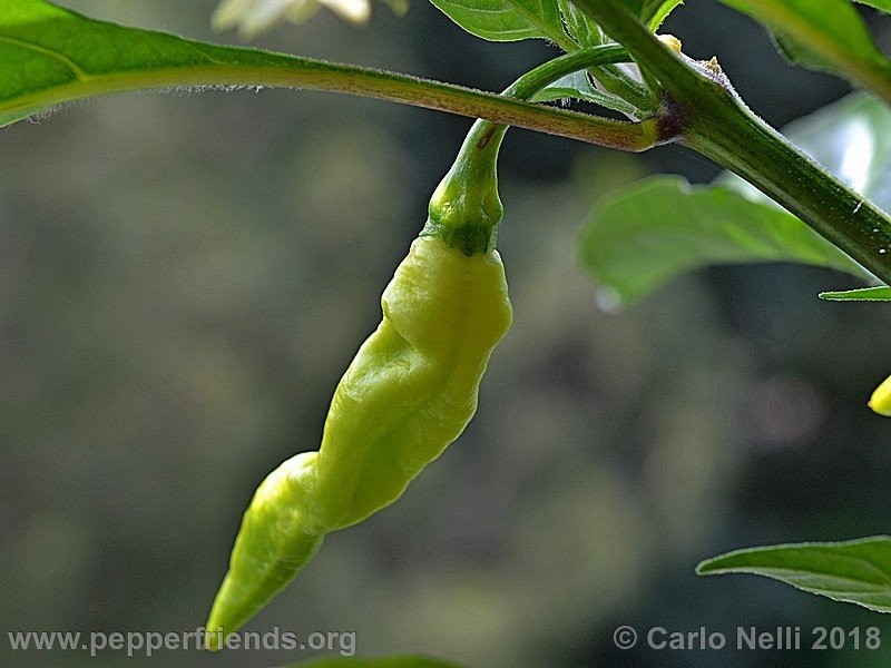 murupi-amarela_001_Murupi-Amarela_001_frutto_01.jpg