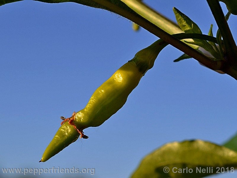 murupi-amarela_001_Murupi-Amarela_001_frutto_02.jpg