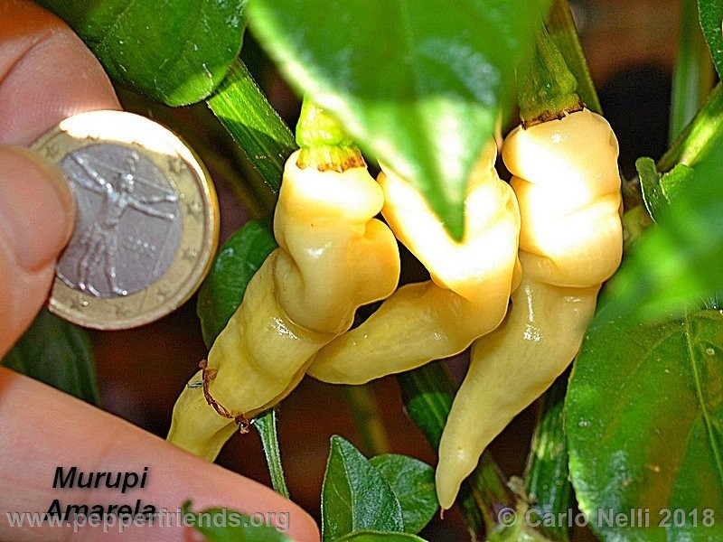 murupi-amarela_001_Murupi-Amarela_001_frutto_04.jpg