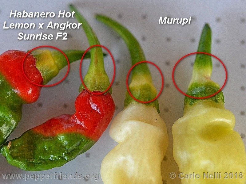 murupi-amarela_001_Murupi-Amarela_001_frutto_06.jpg