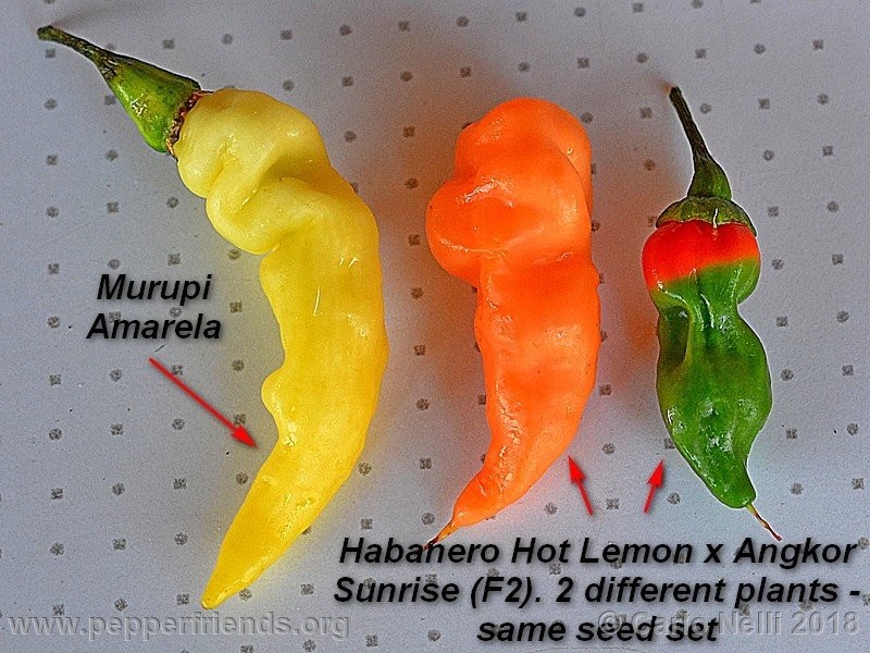 murupi-amarela_001_Murupi-Amarela_001_frutto_07.jpg
