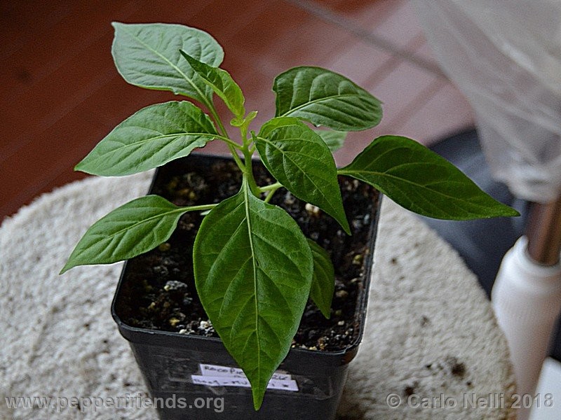 murupi-amarela_001_Murupi-Amarela_001_pianta_02.jpg