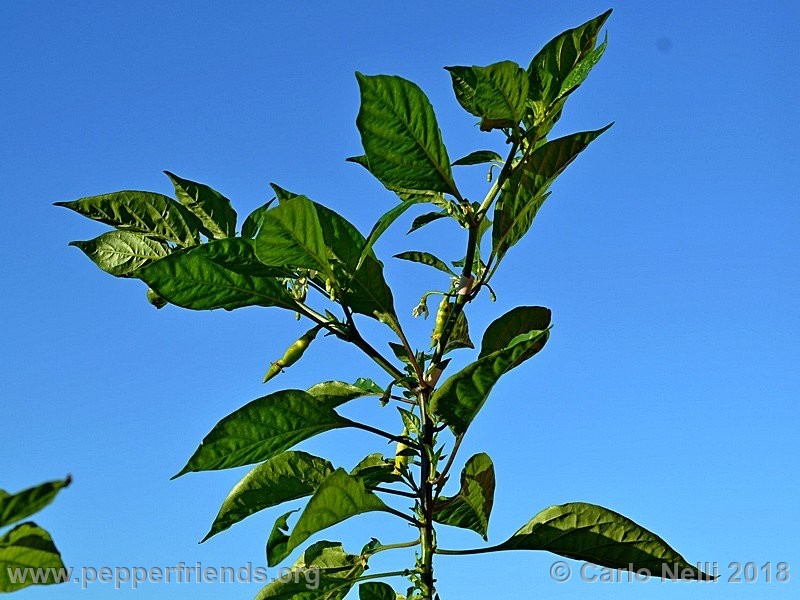 murupi-amarela_001_Murupi-Amarela_001_pianta_03.jpg