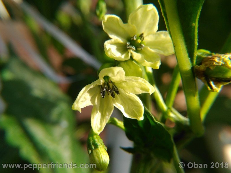 naga-morich-cappuccino_001_fiore_01.jpg