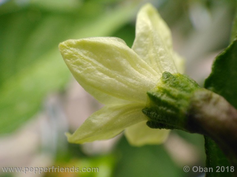 naga-morich-cappuccino_001_fiore_04.jpg