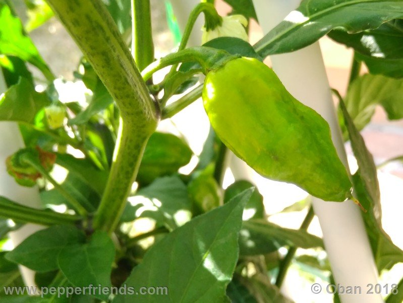 naga-morich-cappuccino_001_frutto_02.jpg
