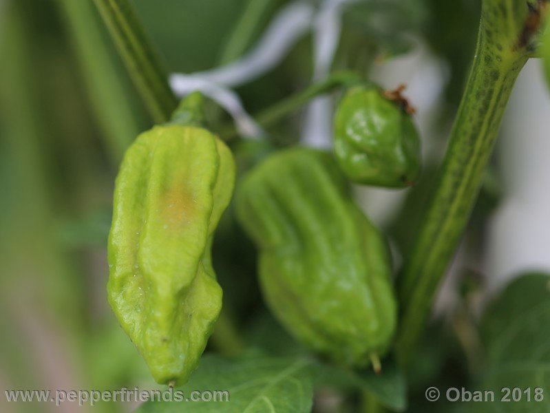 naga-morich-cappuccino_001_frutto_07.jpg