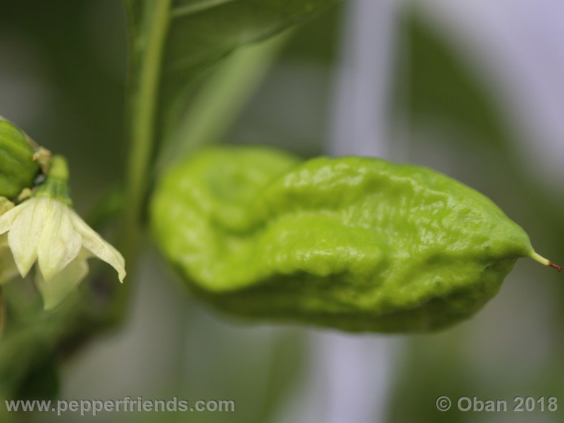 naga-morich-cappuccino_001_frutto_08.jpg