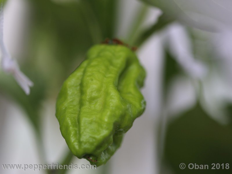 naga-morich-cappuccino_001_frutto_11.jpg