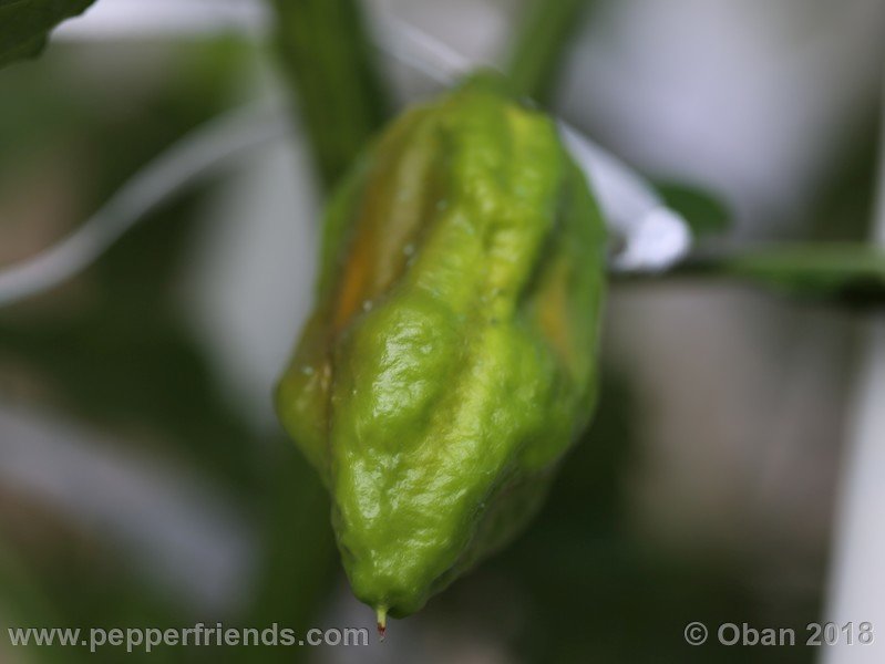 naga-morich-cappuccino_001_frutto_12.jpg