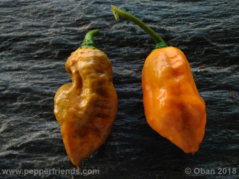 naga-morich-cappuccino_001_frutto_18.jpg